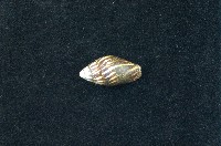 藏品(大燄筆螺)的圖片
